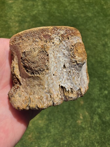 Mosasaur terminal caudal - terminal,