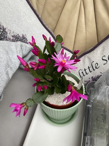 Easter cactus rooted - easter, dark
