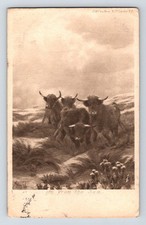 Rural harry payne - payne., highland