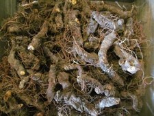 Bloodroot - Whole Dried Root