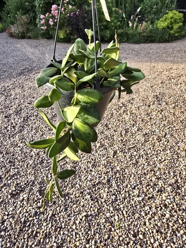 Hoya burtoniae hanging - in, a
