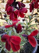 12  Wallflower Plug Plants