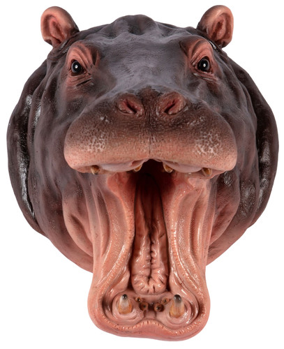 Novelty hippo head - head, wall