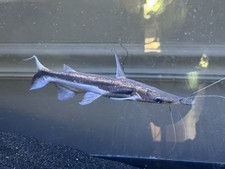 7" Plus Baby Redtail Hybrid