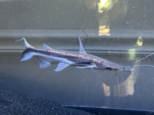 Plus baby redtail hybrid - baby,