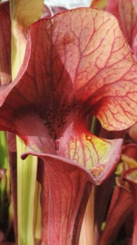 Sarracenia seeds packs of - sarracenia,