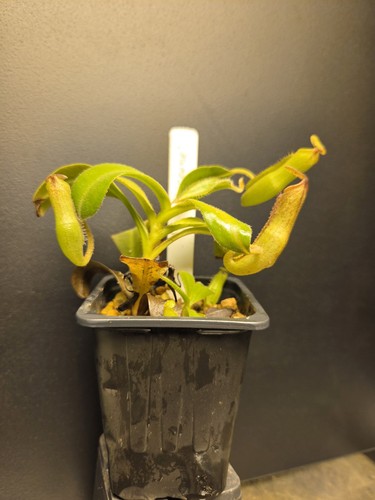 Nepenthes gentle - nepenthes, 'gentle'