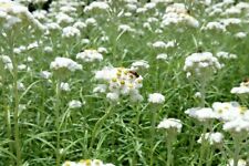 Anaphalis - narrow leaved