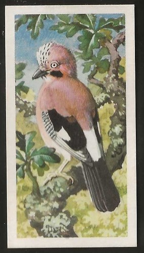 Brooke bond bird - brooke, (tea)-bird