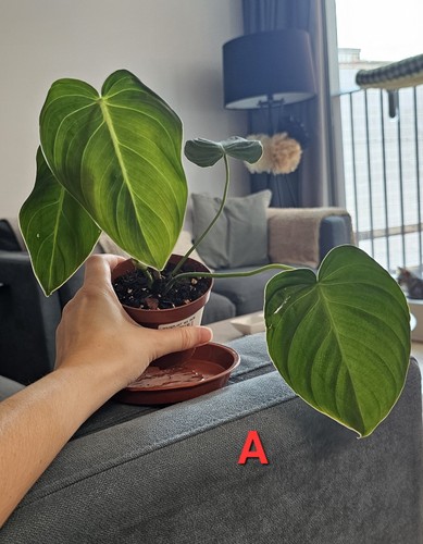 Small philodendron splendid - small,
