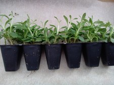 6 x  Hidcote English Lavender