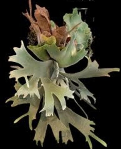 Platycerium willinckii omg - platycerium,