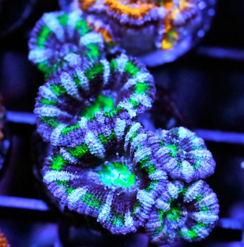 Diyreefer live coral wysiwyg - diyreefer,