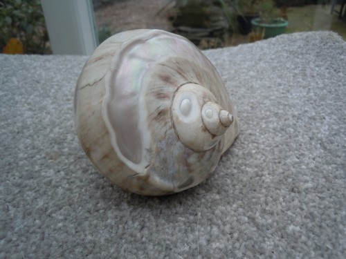 Large 4inch pearl banded - 4inch,