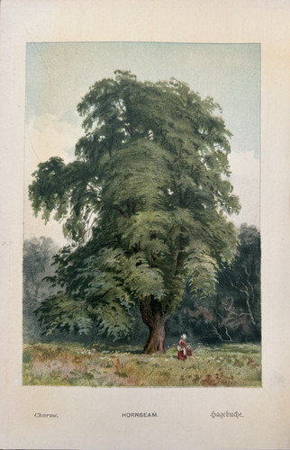 Antique print hornbeam tree - print,