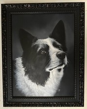 Oil Painting Border Collie Dog