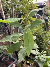 Sweet chestnut tree saplings , Castanea, garden, ornamental tree, X Large