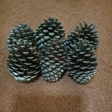 6 Giant Pine Fir Cones for