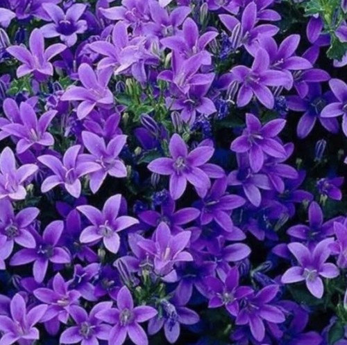 Campanula plug plants