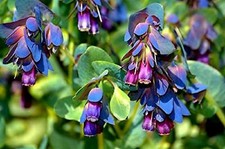 10 CERINTHE MAJOR SEEDS - PURPURESCENS - HONEYWORT - BLUE SHRIMP - 10 SEEDS