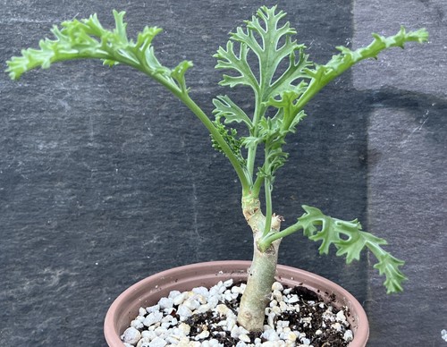 Pelargonium carnosum caudex - pelargonium,