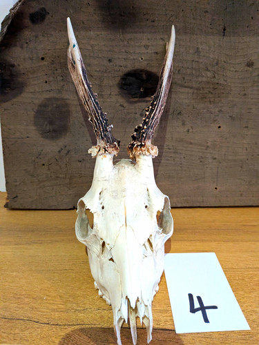 Deer skull with antlers - with,