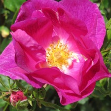Rose 'Climbing Peachtree Rose'