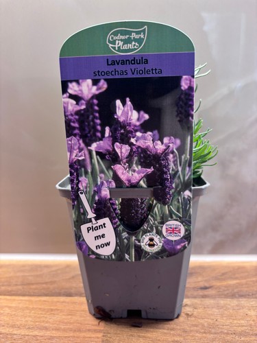 Lavender violetta cottage - violetta,