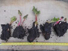 Rhubarb Crowns x 5 roots Victoria Yorkshire  home of famous triangle allotment