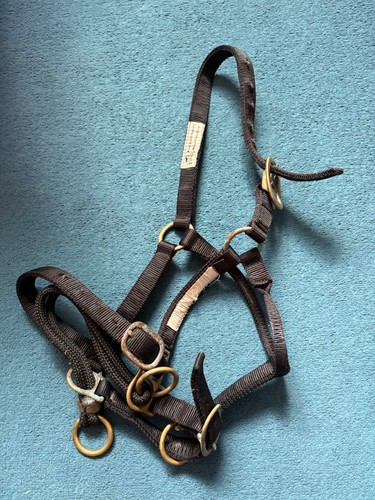Monty roberts medium dually - monty,