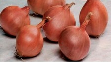 Vegetable - Shallot - Ambition