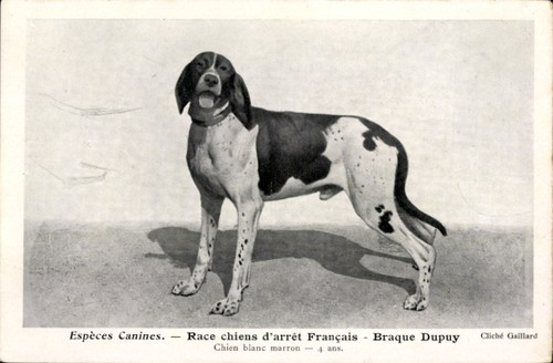 Cpa espèces canines race - canines,,