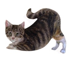 Tabby Kitten Magnet - Tabby