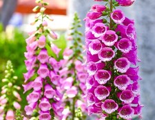 Digitalis Purpurea Foxglove Dwarf Foxy Mix - 10,000 Seeds - Flower