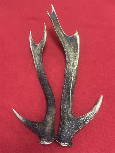 Pair sika deer antlers - pair,