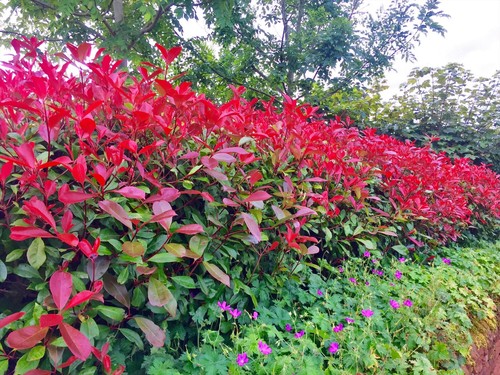 Red robin hedging - red,