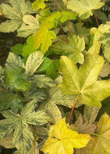 Acer pseudoplatanus eskimo - acer, 'eskimo