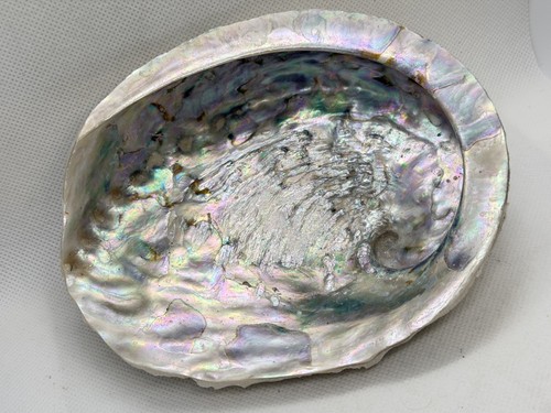 Large abalone seashell - large,