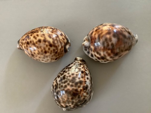 Three cowrie sea - three, shells