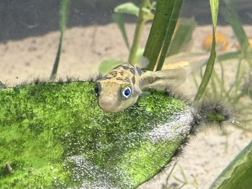 Freshwater tropical female pea - tropical,