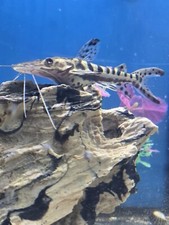 6" plus Tiger Shovelnose