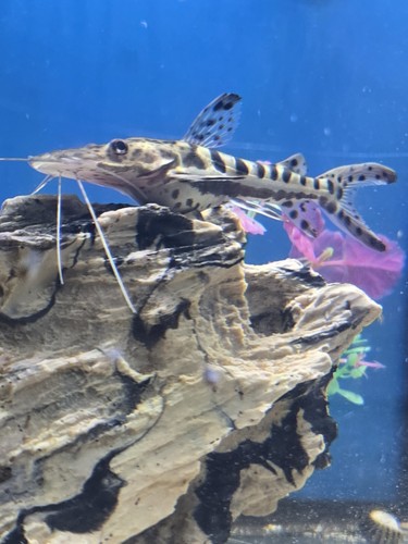 Plus tiger shovelnose - plus,