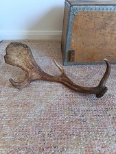 Antique deer stag - stag, horn