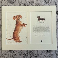 MOUNTED DOG PRINT PAGE ART BOOKPLATE DACHSHUND SAUSAGE DOUBLE MOUNT NEW
