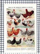 Poultry Breeds Chicken Fowl - c.1950s Cutting / Print