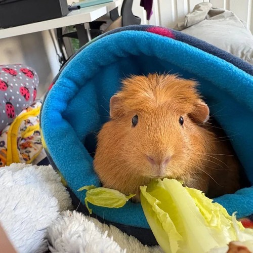Guinea pig pigmy hedgehog - guinea-pig/pigmy,