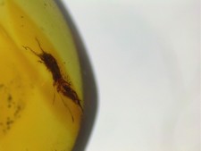 Fossil Burmese Amber Insect And Pellets Cretaceous 100 Million Years Old