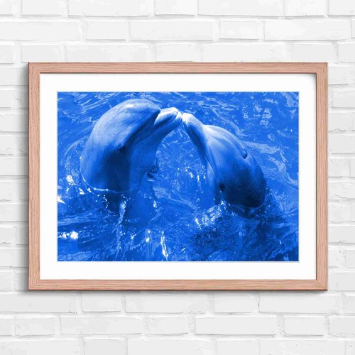 Cute dolphins kissing - dolphins,