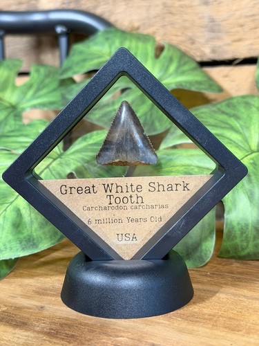 Great white shark tooth - shark,