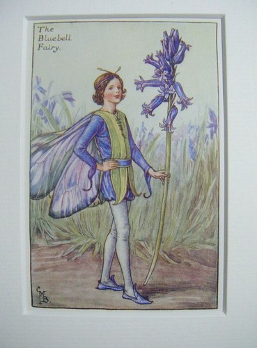 The bluebell fairy vintage - the,
